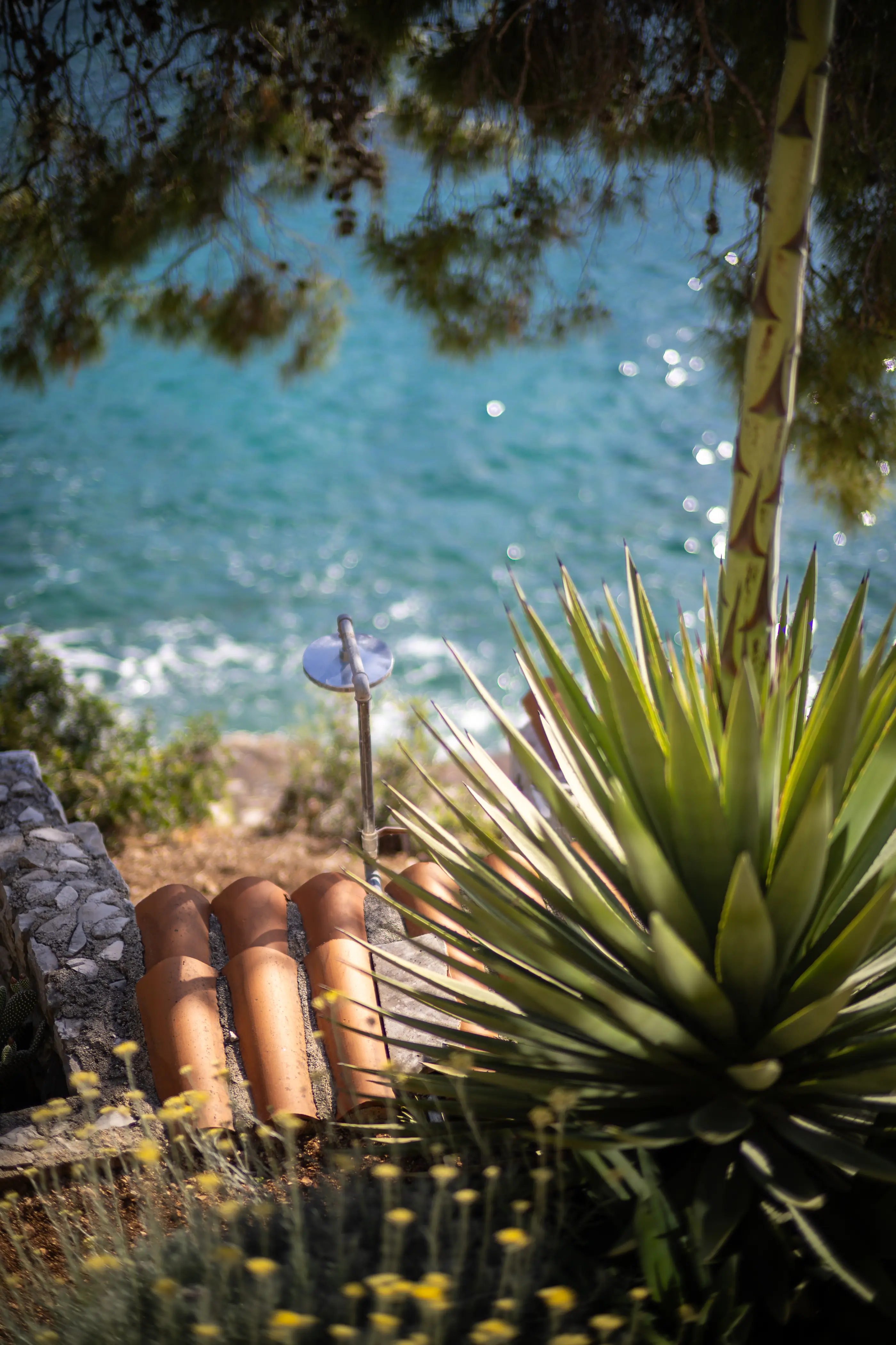 Detail of a bush plant with the sea in background